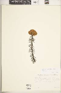 Helichrysum forskahlii image