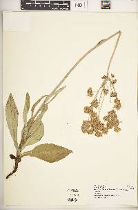 Helichrysum globosum image