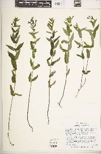 Scutellaria galericulata image