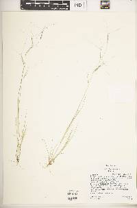 Aristida oligantha image