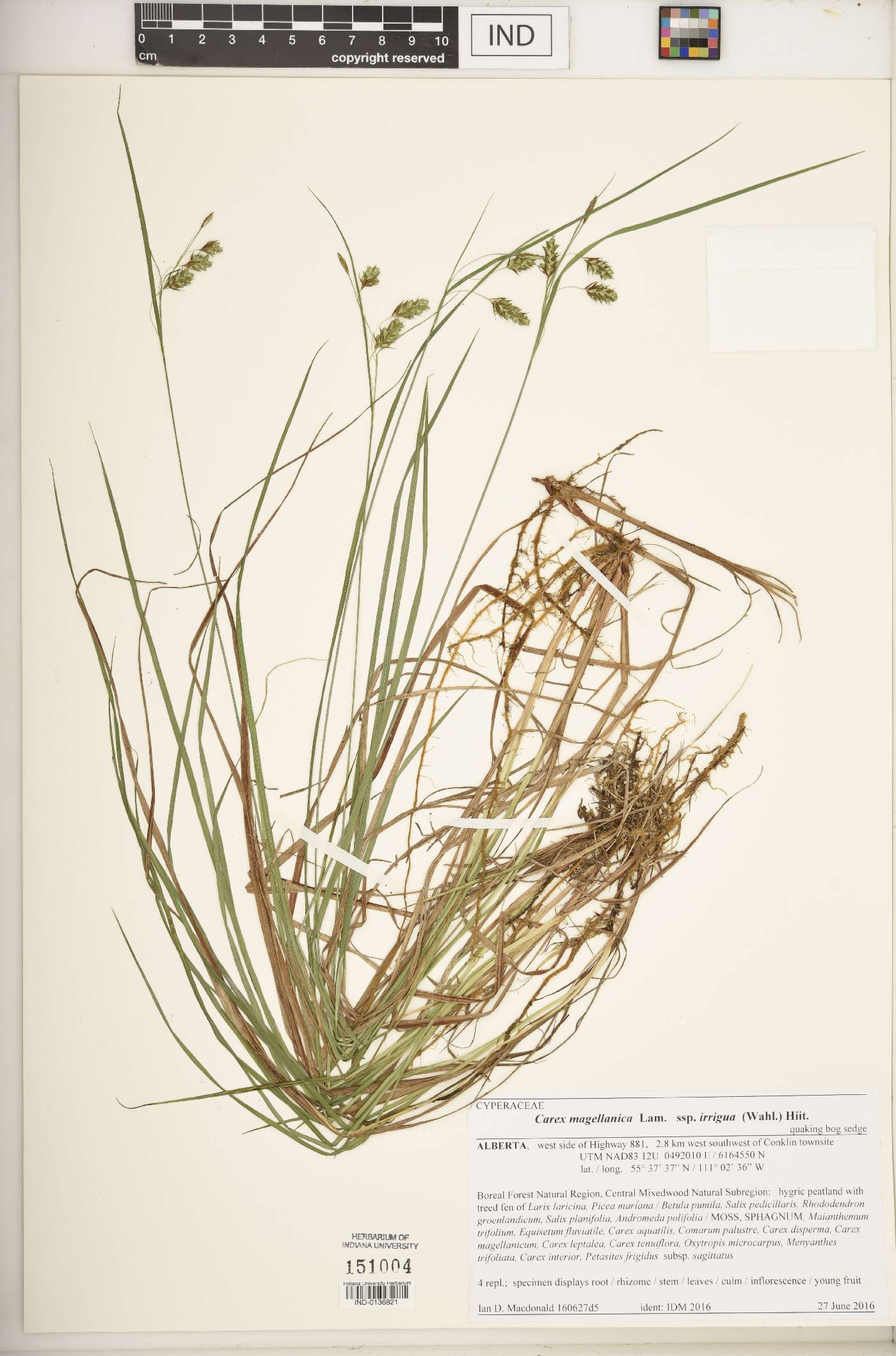 Carex magellanica var. irrigua image