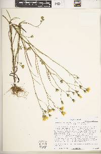 Crepis tectorum image