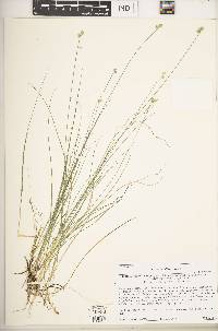 Carex tenuiflora image