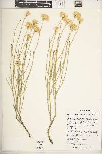 Ericameria nauseosa var. juncea image