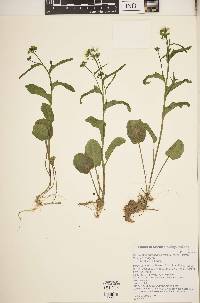 Cardamine bulbosa image