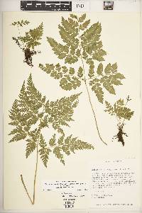 Image of Cheilanthes skinneri