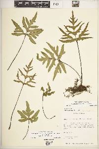 Bommeria ehrenbergiana image