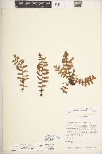 Image of Cheilanthes brachypus