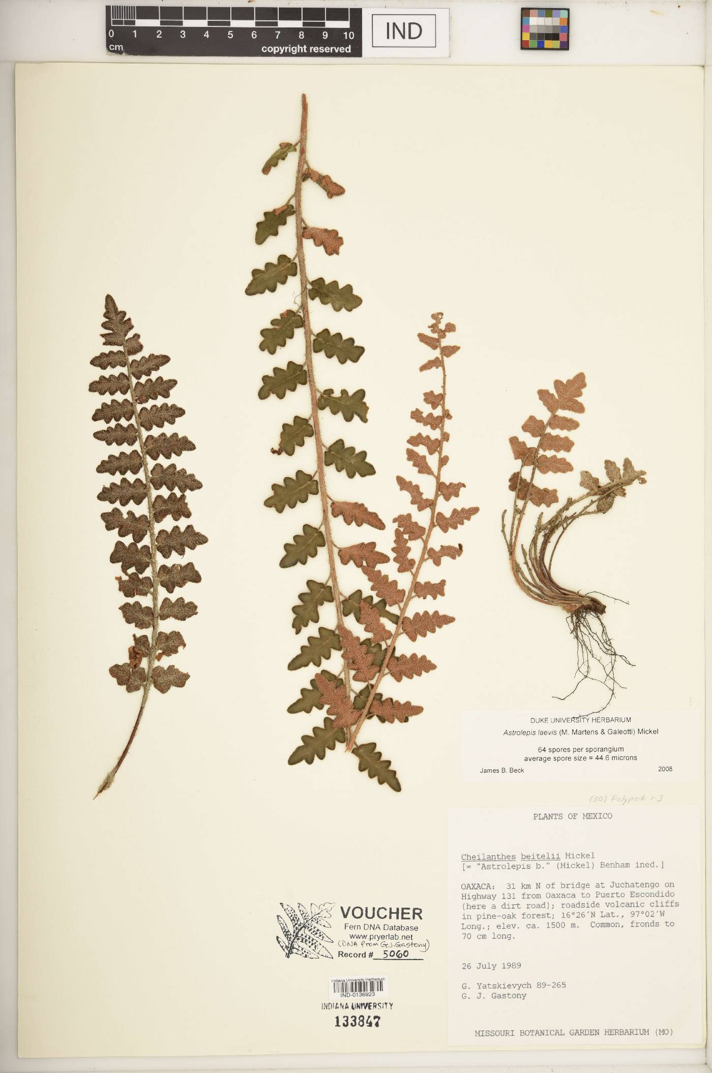 Astrolepis laevis image