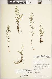 Image of Cheilanthes allosuroides