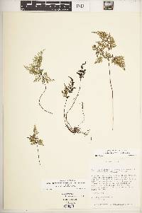 Aspidotis meifolia image