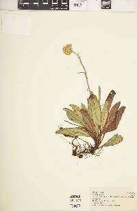 Helichrysum nudifolium image