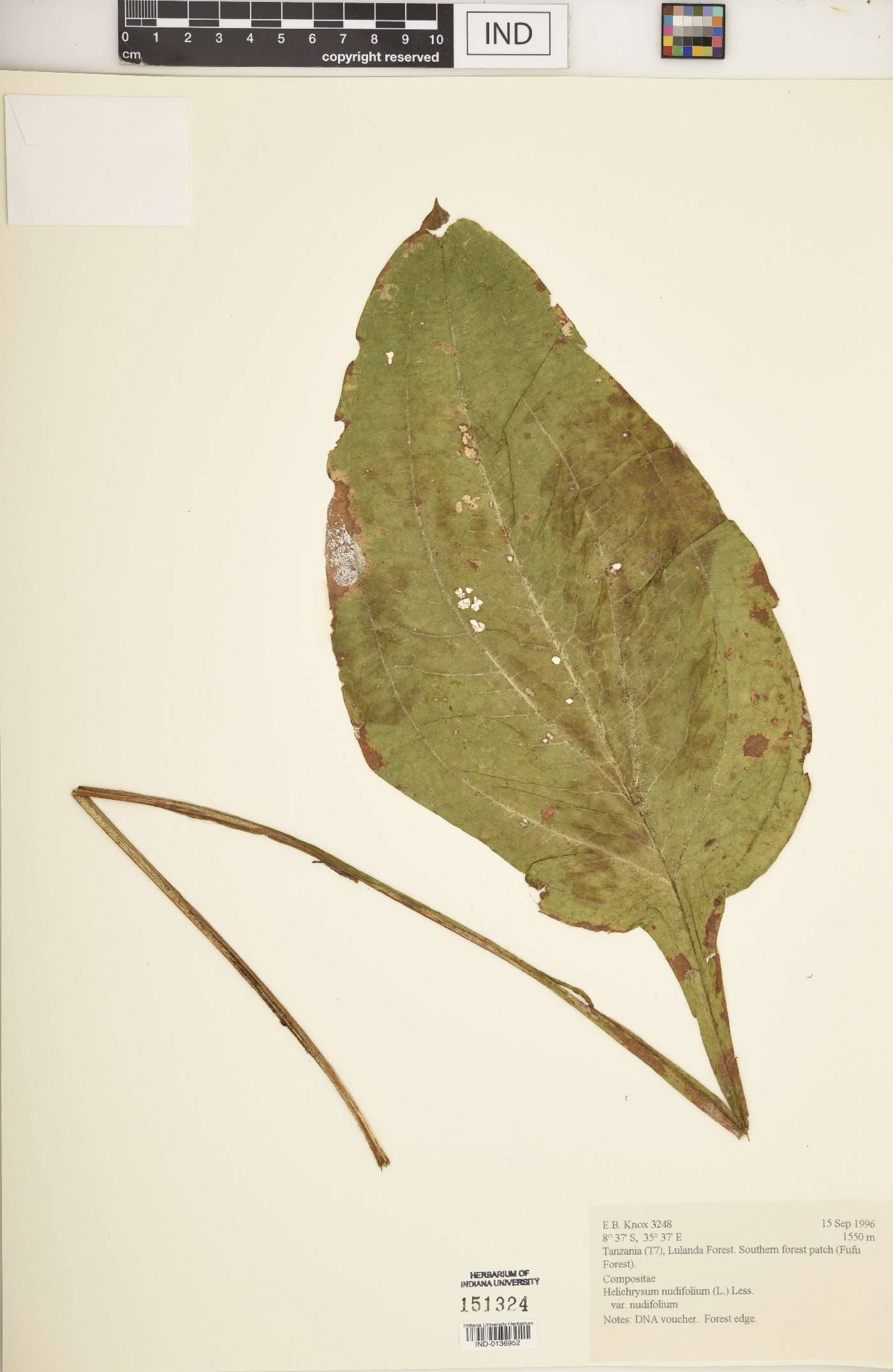 Helichrysum nudifolium var. nudifolium image