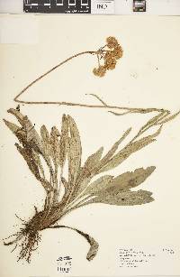 Helichrysum nudifolium image
