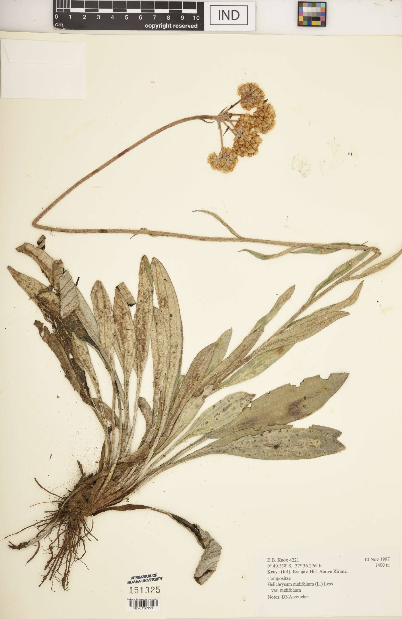 Helichrysum nudifolium var. nudifolium image