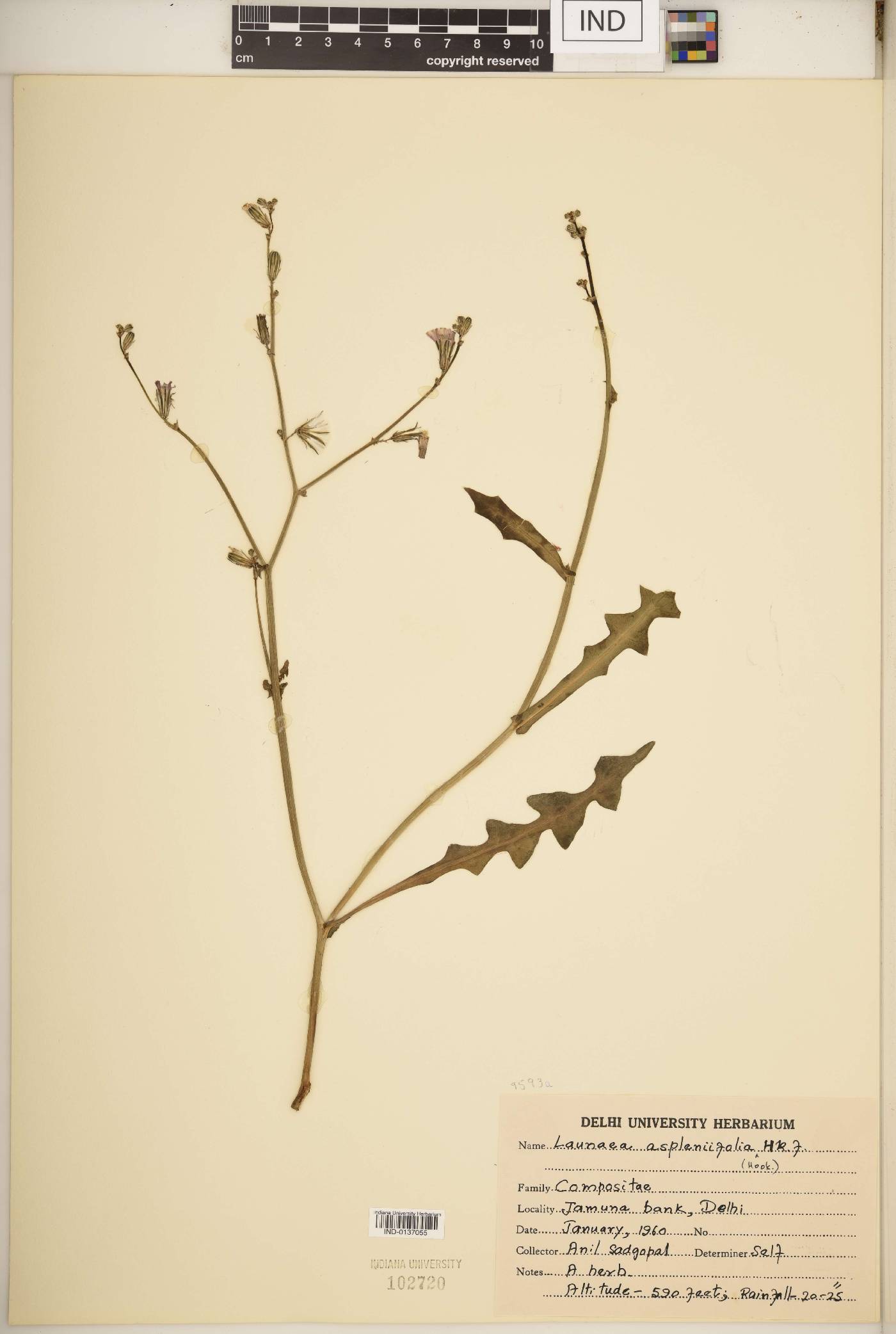 Launaea aspleniifolia image