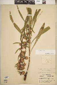 Liatris aspera image