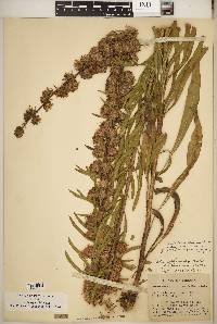 Liatris aspera image