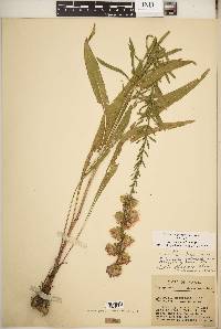 Liatris aspera image