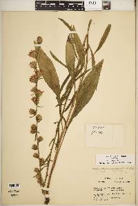 Liatris aspera image