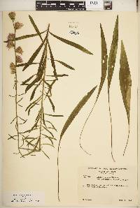 Liatris aspera image