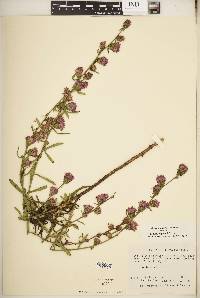 Liatris aspera image