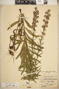 Liatris aspera image