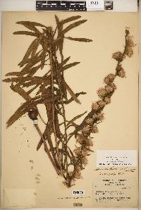 Liatris aspera image