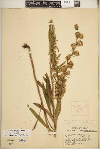 Liatris aspera image