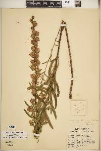 Liatris aspera image