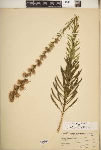 Liatris aspera image