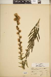 Liatris aspera image