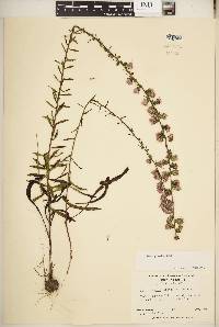 Liatris squarrulosa image