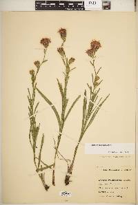 Liatris cylindracea image