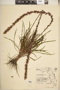 Liatris laevigata image