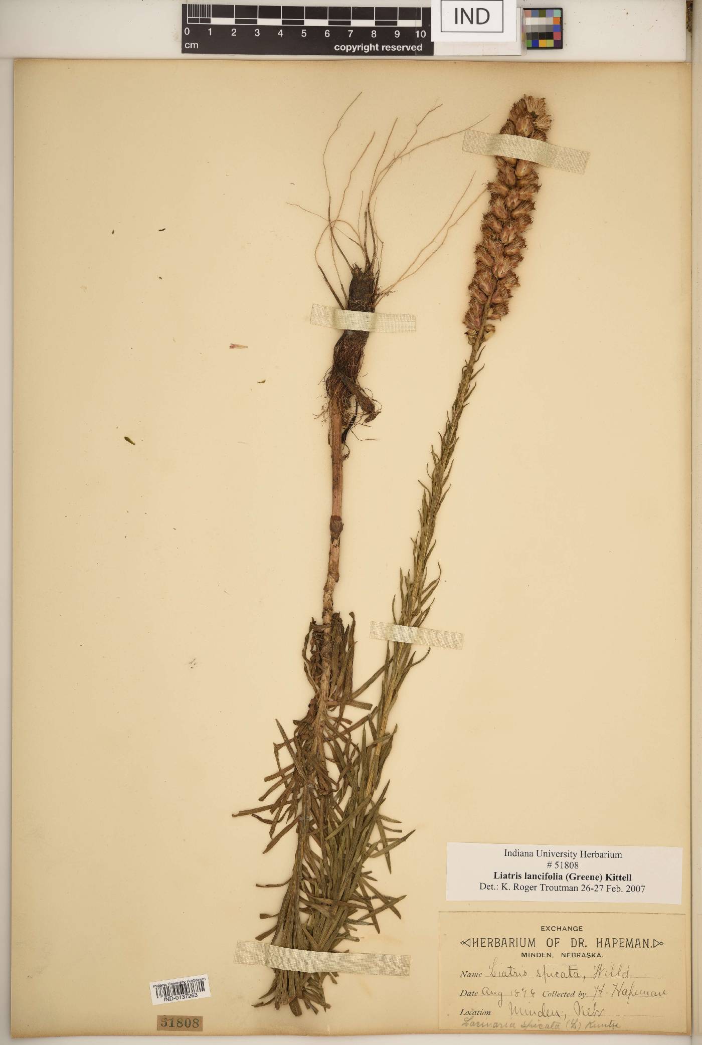 Liatris lancifolia image