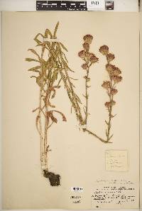 Liatris ligulistylis image