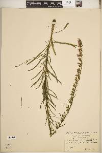Liatris microcephala image