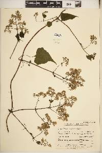 Mikania campanulata image
