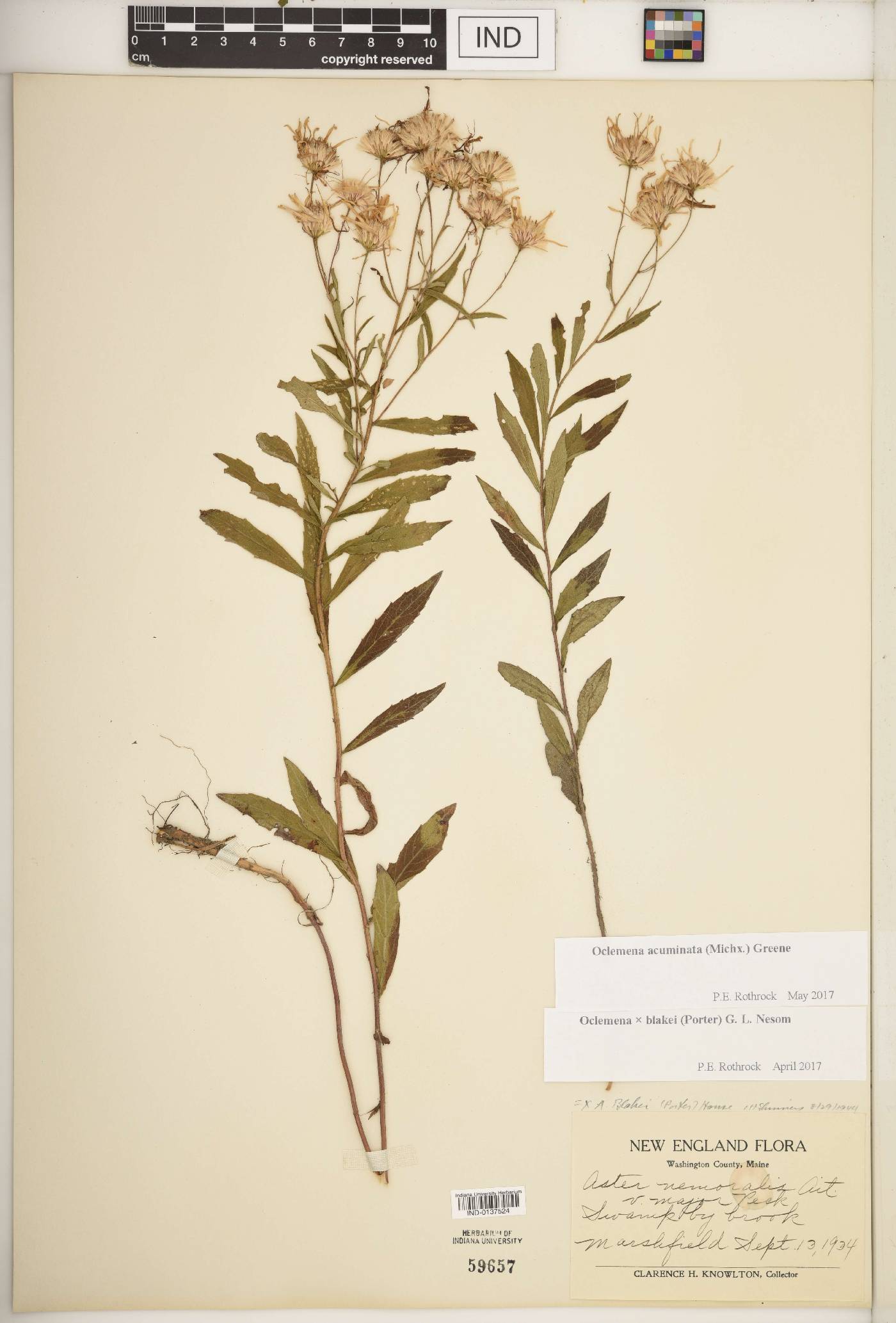 Oclemena acuminata image