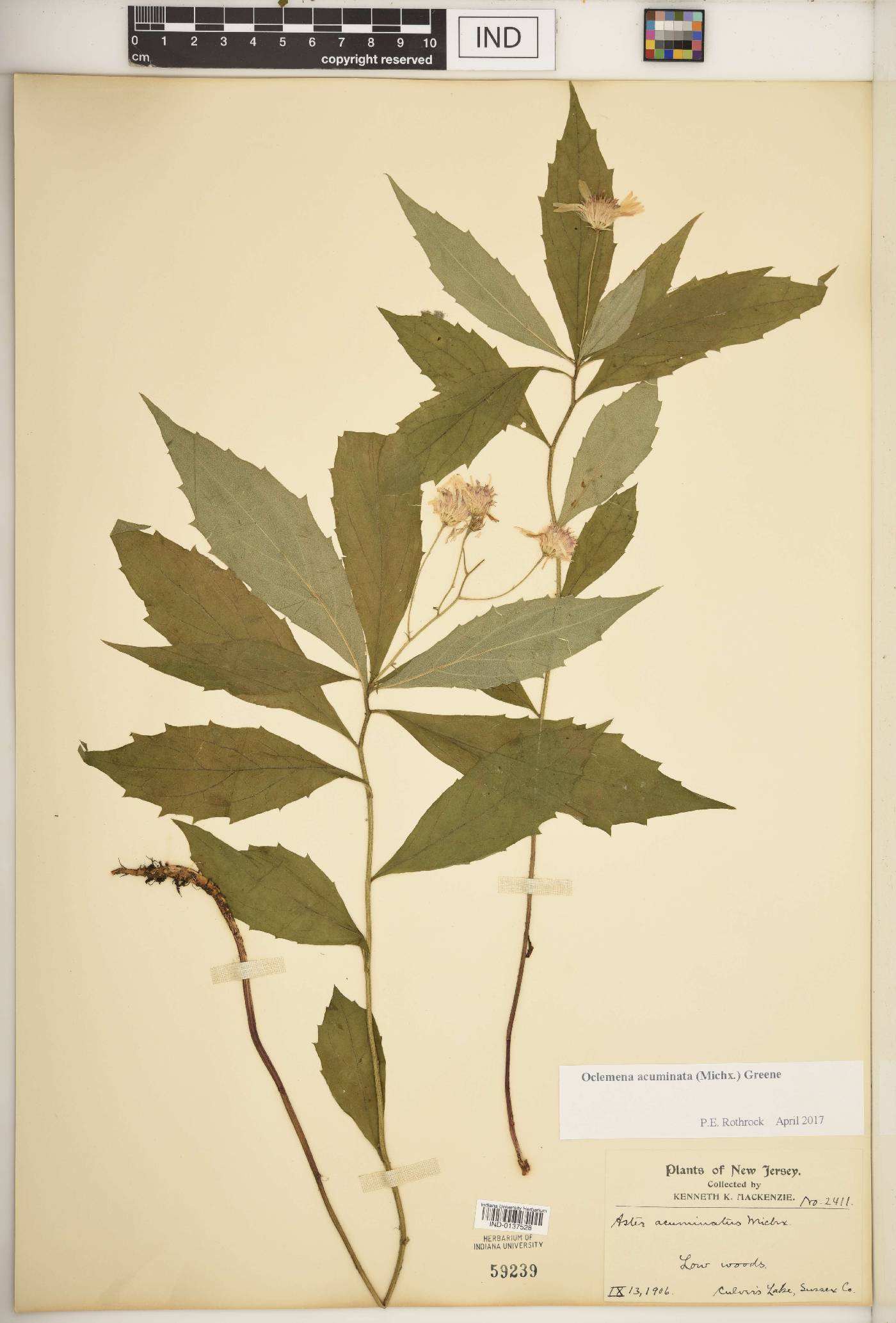 Oclemena acuminata image