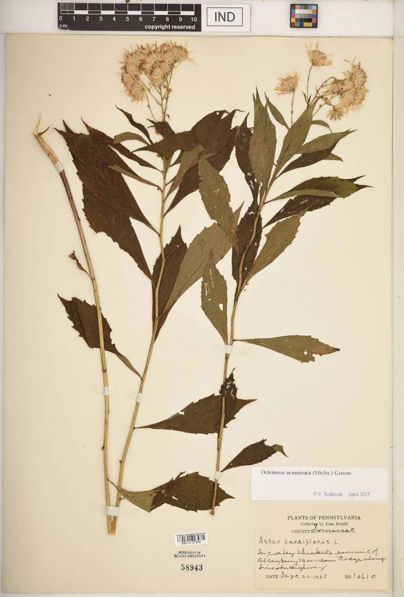 Oclemena acuminata image