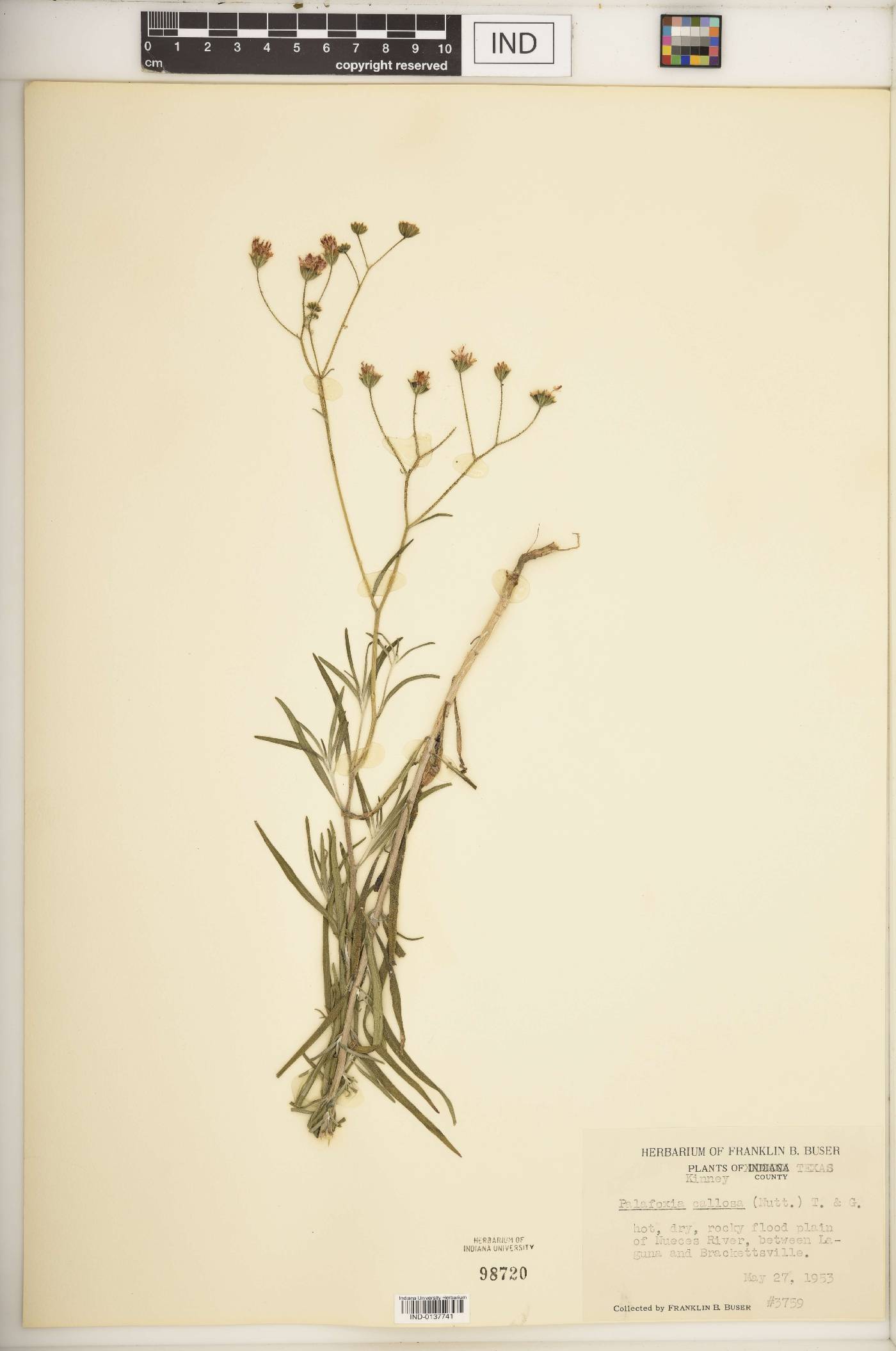Palafoxia hookeriana image