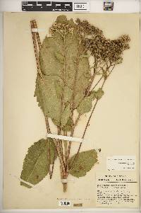 Parthenium integrifolium image