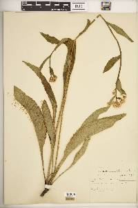 Parthenium integrifolium image