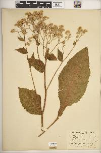 Parthenium integrifolium image