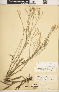 Pityopsis graminifolia image