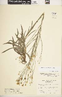 Pityopsis graminifolia image