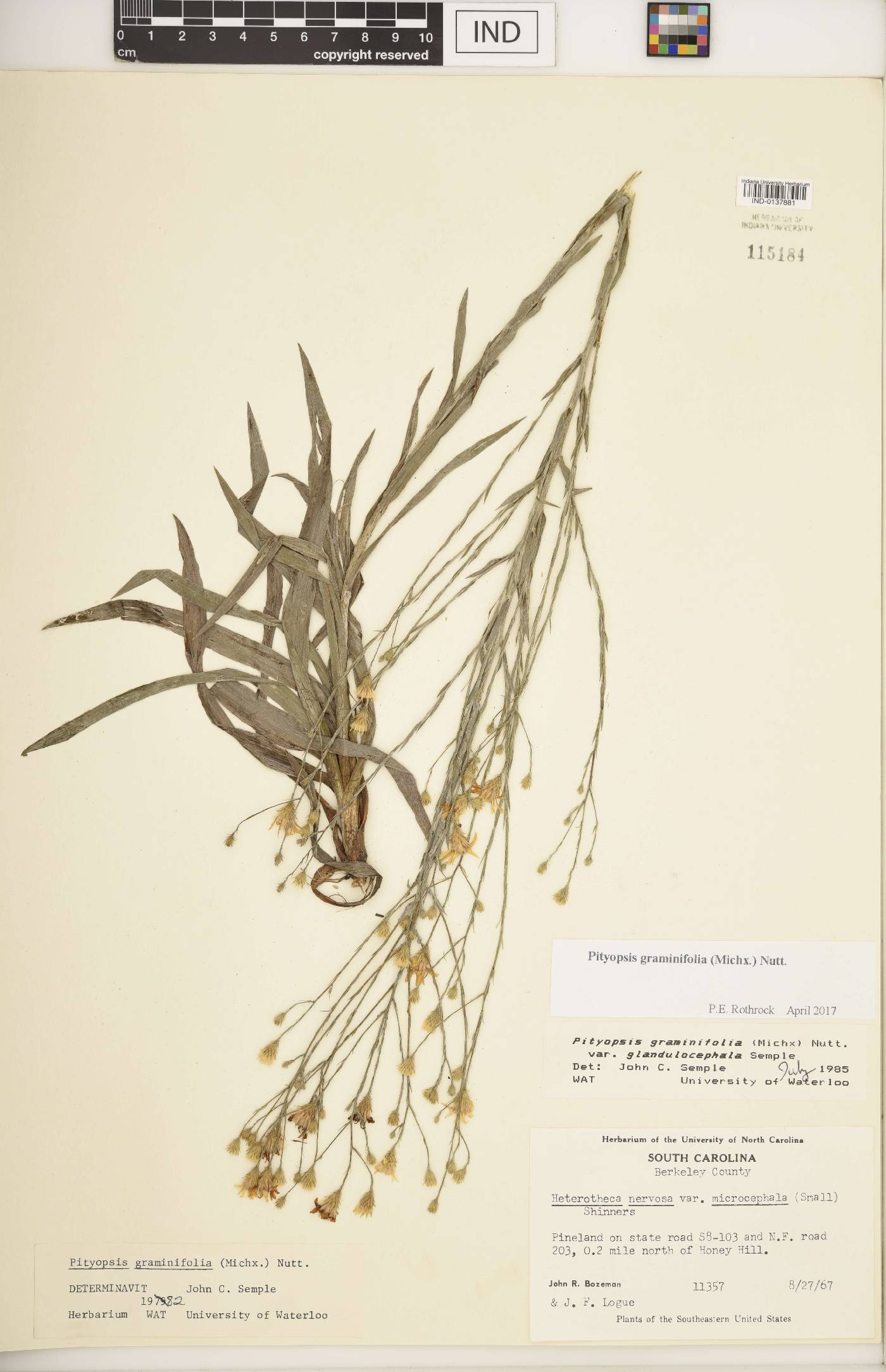 Pityopsis graminifolia image