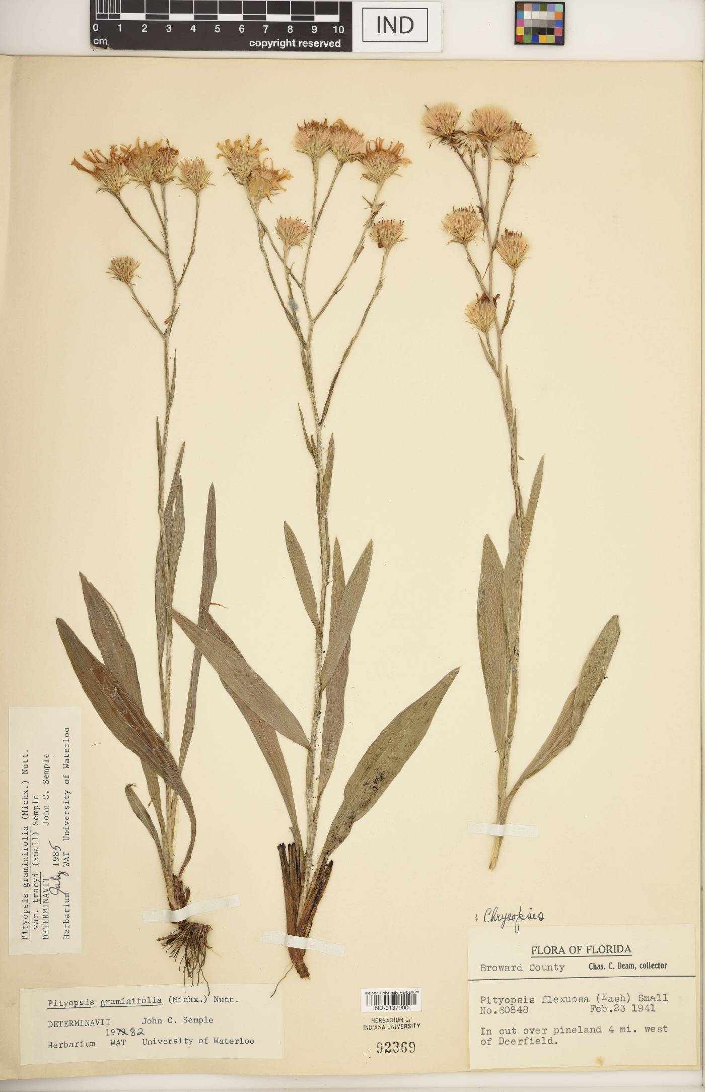 Pityopsis graminifolia image